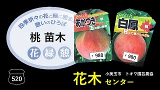 【24.Jan.2025】桃の苗木を購入しました　トキワ園芸農業組合花木センター