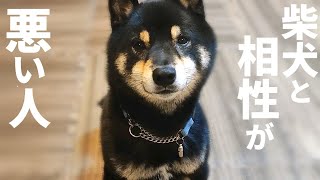 こんな人は柴犬を飼うのに向いてません。止めておいた方がいいです。【黒柴犬】【豆柴】【shiba  inu】