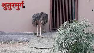 इस वीडियो को गौर से देखना/इस शुतुरमुर्ग ने कर दिया......../new video dehradun zoo animal