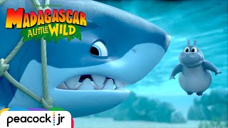 Saving a Trapped Shark | MADAGASCAR A LITTLE WILD