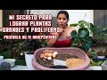 SUSTRATO PARA SUCULENTAS (MI SECRETO PARA OBTENER PLANTAS GRANDE Y PROLIFERAS)