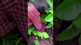 Super Amazing  Buddha's Hand  Plant #satisfying #short