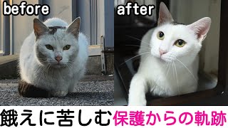 【野良猫保護】薄汚れ、餓えていた野良猫...真っ白になって欲しいと願いを込めて