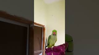 #ye mitthu ye mitthu mitthu k bachche #mitthu #shorts  #youtubeshorts #parrotvideo