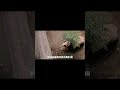 爱宝今天来耍个脾气 #熊猫 #panda #animals #大熊猫 #国宝