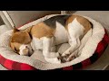 Cute beagle twitches in his sleep