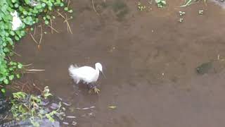 イブリン シラサギの餌取り