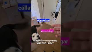 Brutal Bronca de mis perros cuando llego tarde a casa 🤣