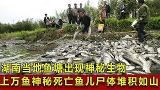 湖南当地鱼塘出现神秘生物，上万鱼儿神秘死亡，鱼儿尸体堆积如山