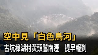 空中見「白色鳥河」　古坑樟湖村黃頭鷺南遷　提早報到－民視新聞