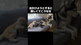 出かけようとすると寂しくて猫と犬がこうなります...#shorts