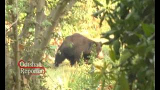 Bear in Titlagarh town