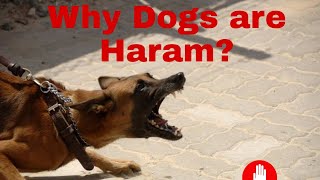 why dogs are Haram in Islam?| എന്തുകൊണ്ട് പട്ടി ഹറാം