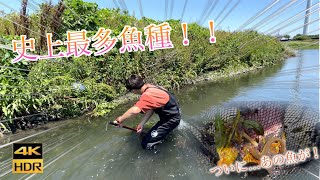 【水中映像】【ガサガサ】【4K】中流域、そして河口域へ。あの絶滅危惧種も...！