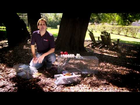 Best Bait to Use in Live Traps - Havahart.com Best Bait to Use in Live Traps - Havahart.com
