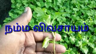 செவ்வந்தி Samanthi poo valarppu 7305739738 நாட்டு சாமந்தி சாகுபடி sammanthi flower namma vivasayam