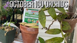 October-Killed Orchids, Mistakes Made \u0026 ICU Update