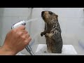 Marmot was angry when he was put in the bath