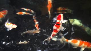 20121210_083224.mp4