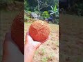 @sl village agriculture u0026 garden@ 🥥 coconut flower 🥥 නුවරඑළියට කොහෙන්ද පොල් පැලපි.. 🥥🥥 fruit ❤️🌍