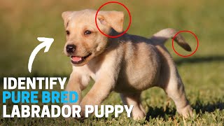 How to Identify a Purebred Labrador Puppy
