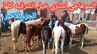 اسعار الخيل والمهر الفلسطيني والحمير الجر والركوب| الجزء الاخير| والسوهاجي اشتري كل خيل السوق