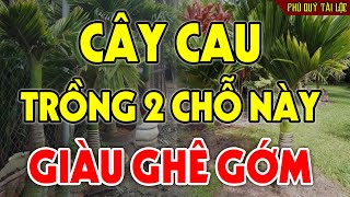 Muốn GIÀU SANG BỦA VÂY Cứ Trồng CÂY CAU Ở 2 Chỗ Này Sẽ HÚT TÀI LỘC VÀO NHÀ, Tiền Vàng Ùn Ùn Kéo Đến