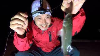 【釣り食べ】アジ釣って車内で焼いて食べる秋（茨城県那珂湊漁港）