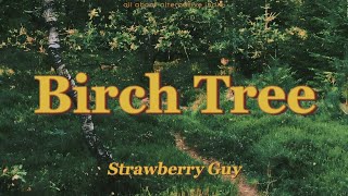 Strawberry Guy - Birch Tree (lyrics)