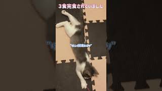 【FIP・猫伝染性腹膜炎】今日は食欲”増し増し”でした！？【#fip#猫伝染性腹膜炎#腹水#黄疸#食欲不振#臓器圧迫#mutian#未認可薬#生後３ヶ月#子猫#catshorts#猫のいる暮らし】