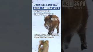 宁夏西吉县招募野猪猎人，猎捕1头野猪赏金2400元