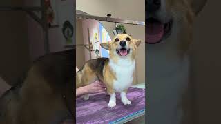 did you know corgis have long tails?