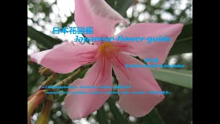 光る花？！A glowing flower? !!   夾竹桃（きょうちくとう）Sweet scented oeander    季節の花　日本花図鑑　Japanese flower guide