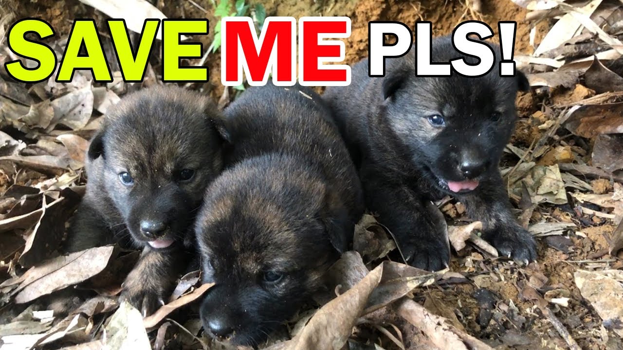 Rescue Abandoned Puppies Scared With Broken Hearts / Rescue Dog - YouTube