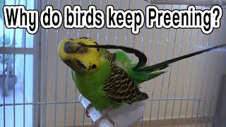 Why do Budgies keep Preening