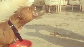 Bully kutta vs Pitbull. !!CARA A CARA!!