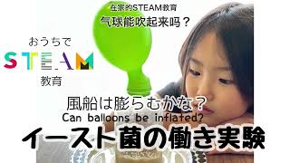 【おうちSTEAM教育・在家的STEAM教育・STEAM Education at Home】イースト菌で風船は膨らむ？气球能吹起来吗？Can balloons be inflated?