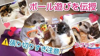 子猫にボール遊びを教えようと張り切り過ぎたミーアキャット♪ [ミーアキャット,メインクーン,スコティッシュフォールド]