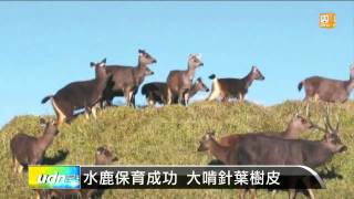 【2015.04.26】水鹿保育成功 大啃針葉樹皮 -udn tv