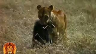 LİON vs GORILLA Real Fight ►► Grizzly Bear Wolf Gorilla (Baboon) Tiger Leopard Wild Cat Snake