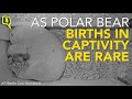 watch this 10 day old polar bear cub will melt your heart the quint