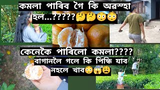 কি অৱস্হা হল😟😳//বাগানলৈ গলে কি পিন্ধিব😕🤔//কেনেকৈ পাৰিলো কমলা🙄//#aiupee#viral #Assamesevlog