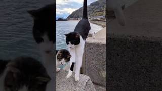 猫様の連続ジャンプの全容？！＃猫動画＃佐柳島＃cat＃猫島