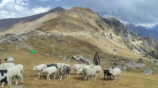 Rouvmut Dildar || Shepherd's life || Chanshal Peak || Shimla