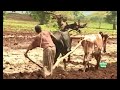 ethiopian farmers traditional farming የኢትዮጵያ ገበሬወች ባህላዊ አተራረስ