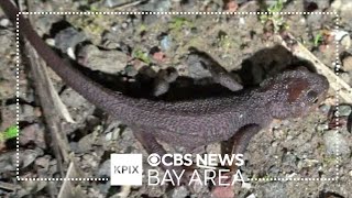 Volunteers patrol Marin County road to help newts safely cross