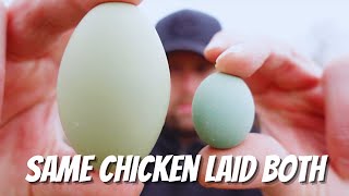 Can The Same Chicken Lay A Regular Egg And A TINY Egg