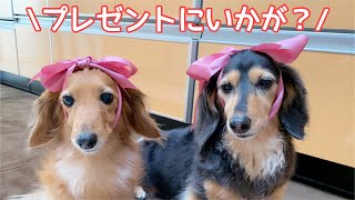 【ダックスフンド】愛犬と一緒にお祝い☆パパのお誕生日会を開催☆