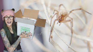 UNBOXING a VENOMOUS *WHITE* Black Widow (yes a BLACK WIDOW that is WHITE) panthe