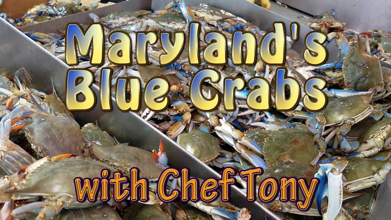 How To Cook Blue Crabs 2 Ways, Steamed And Grilled And A Special ...